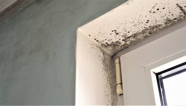 Best Water Damage & Mold Remediation  in La Honda, CA