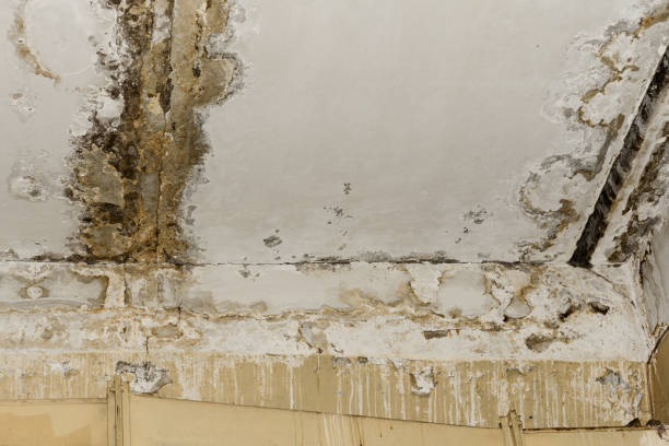 Best Mold Documentation for Insurance Claims  in La Honda, CA