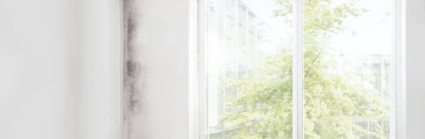 Best Emergency Mold Remediation  in La Honda, CA