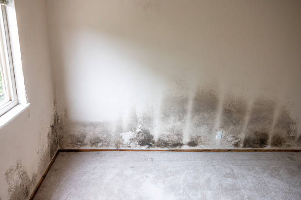 Best Industrial Mold Remediation  in La Honda, CA