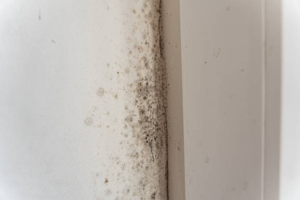 Best Residential Mold Inspection & Testing  in La Honda, CA